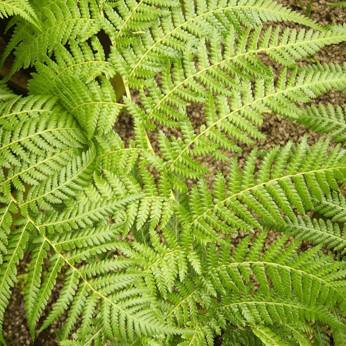 Tree Fern Plant in 17cm Pot - Dicksonia Antarctica — alternate product view 3