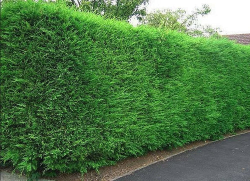 10x Large 4-5ft Green Leylandii Evergreen Hedging Plants - 3L Potted — main product view