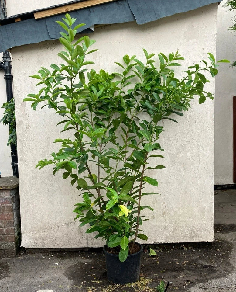 10x 6-7ft INSTANT Hedge Cherry Laurel Healthy Established Evergreen — main product view