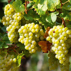 3 x Grape Vine Plant Mix - Garden Climbing Fruit Plant Grow Your Own Grapevine — alternate product view 3