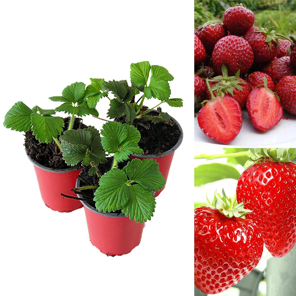 Strawberry Honeoye Fruit Plants - Hardy Garden Bushes in 9cm Pots — main product view