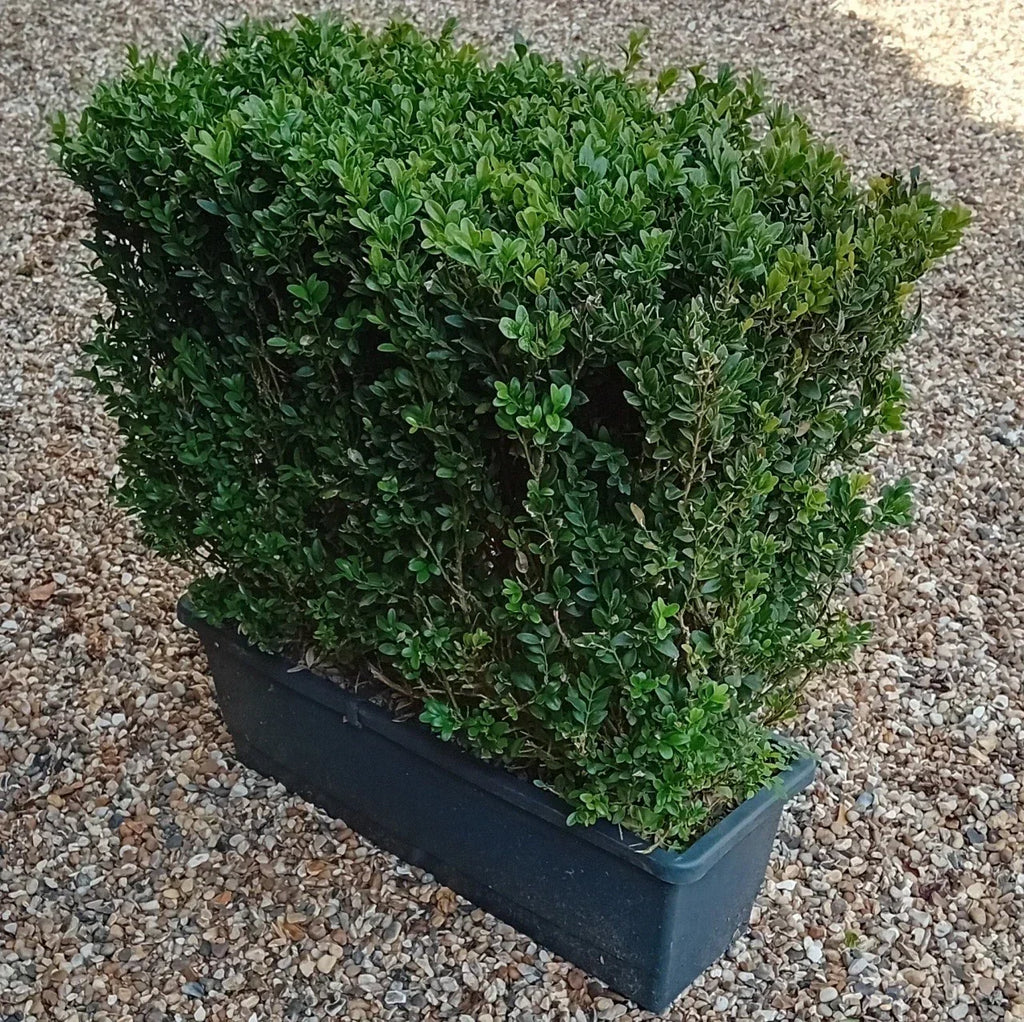 Buxus sempervirens (common box) instant hedging plants in troughs 50cm long — alternate product view 2