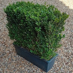 Buxus sempervirens (common box) instant hedging plants in troughs 50cm long — alternate product view 2