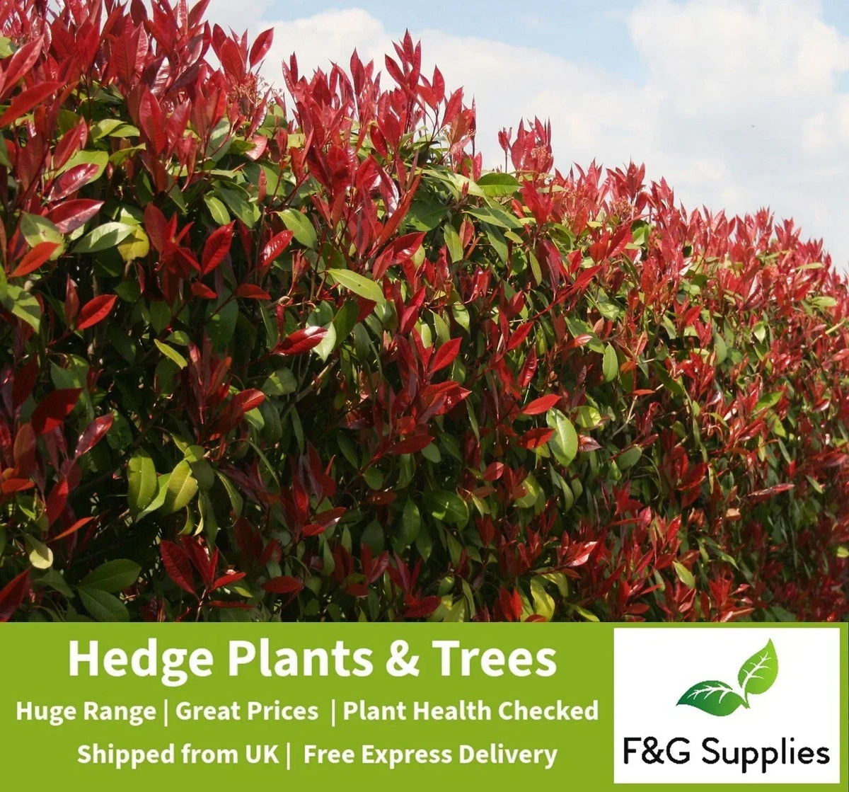 Photinia Red Robin Evergreen hedge plants hardy bare root hedging — main product view