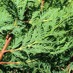 Green Leylandii Hedging Plants – 3–4 ft, 3 L Pots — alternate product view 4