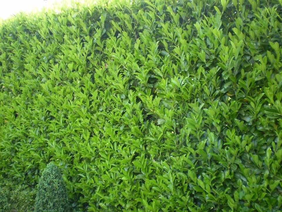 25x Laurel Garden Evergreen hedge plants bare root hedging 3-4ft — alternate product view 3