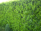 25x Laurel Garden Evergreen hedge plants bare root hedging 3-4ft — alternate product view 3