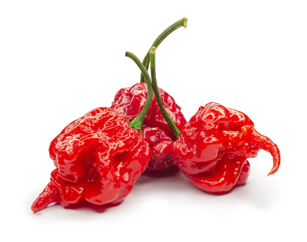 Chilli Plants - 'Carolina Reaper' - 3 x Large Plug Plant Pack — on a clean white background