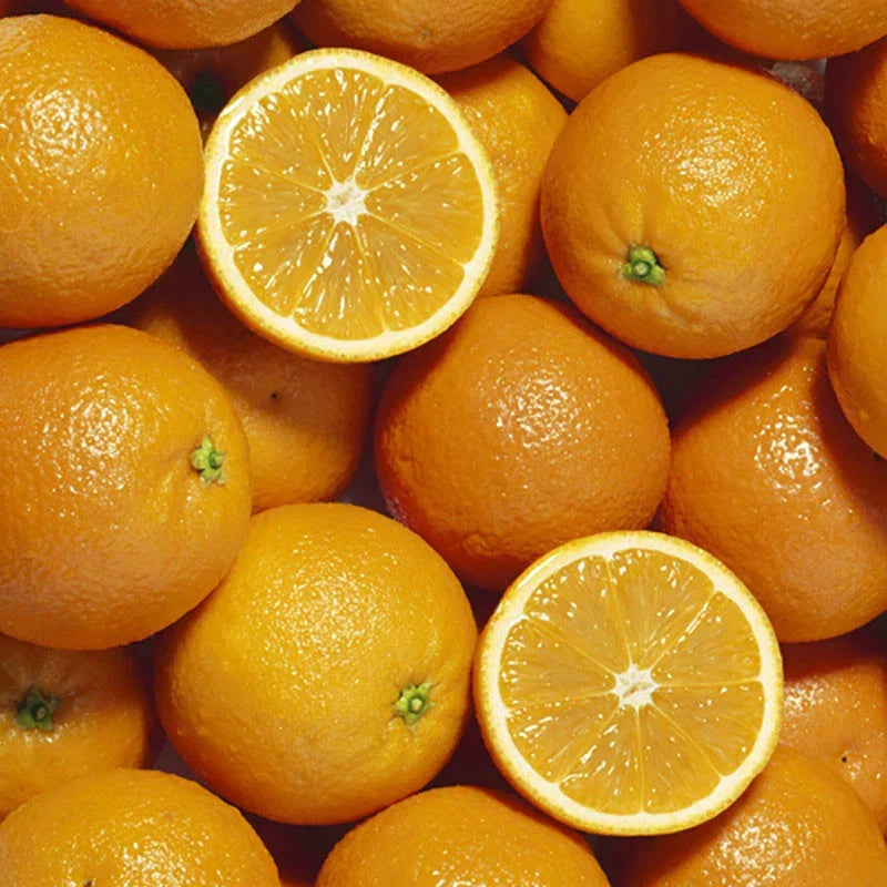Orange Tree Plant Large Fully Mature Seedless Citrus Fruit in Pot 80cm Tall — alternate product view 4