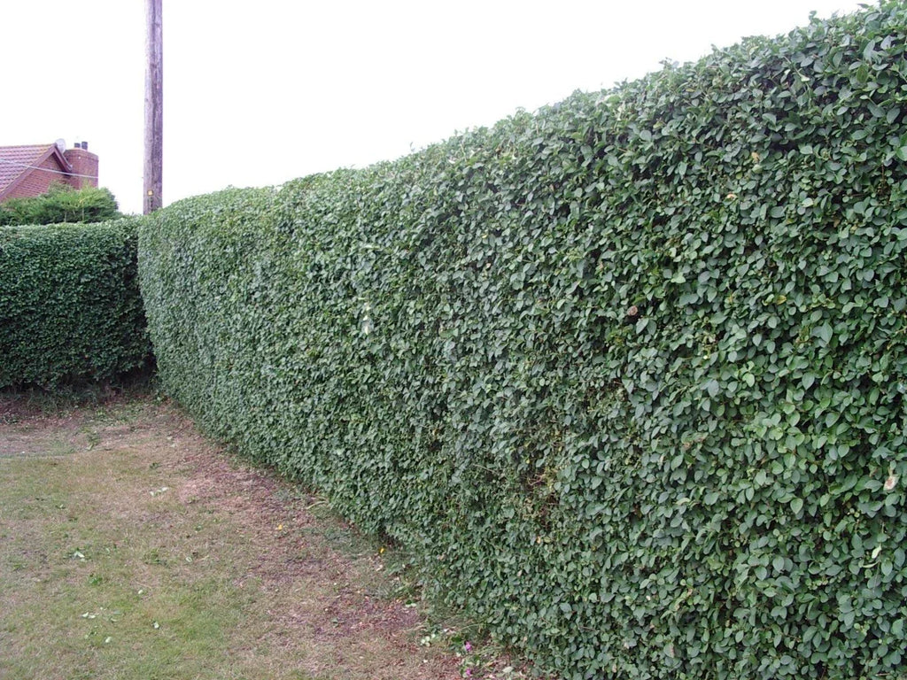 600 Green Privet Plants 3-4ft Tall, Evergreen Hedging, Grow a Quick, Dense Hedge — alternate product view 5