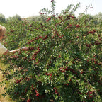 Cherry Bush 'Porthos' Prunus Avium Plant in 3L Pot — alternate product view 4