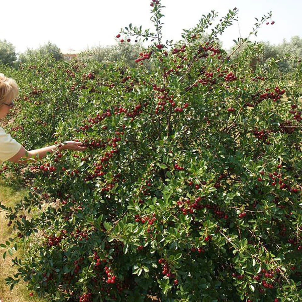Cherry Bush 'Porthos' Prunus Avium Plant in 3L Pot — alternate product view 4
