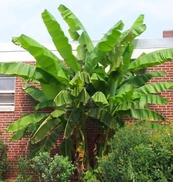 Large Musa Basjoo Fully Hardy Banana Fruit Tree 60-80cm Tall in a 3 Litre Pot — alternate product view 2