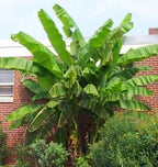 Large Musa Basjoo Fully Hardy Banana Fruit Tree 60-80cm Tall in a 3 Litre Pot — alternate product view 2