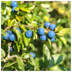 25 Blackthorn Hedging 2-3ft, Prunus Spinosa,Native Flowering Sloe Berry Hedge — alternate product view 2