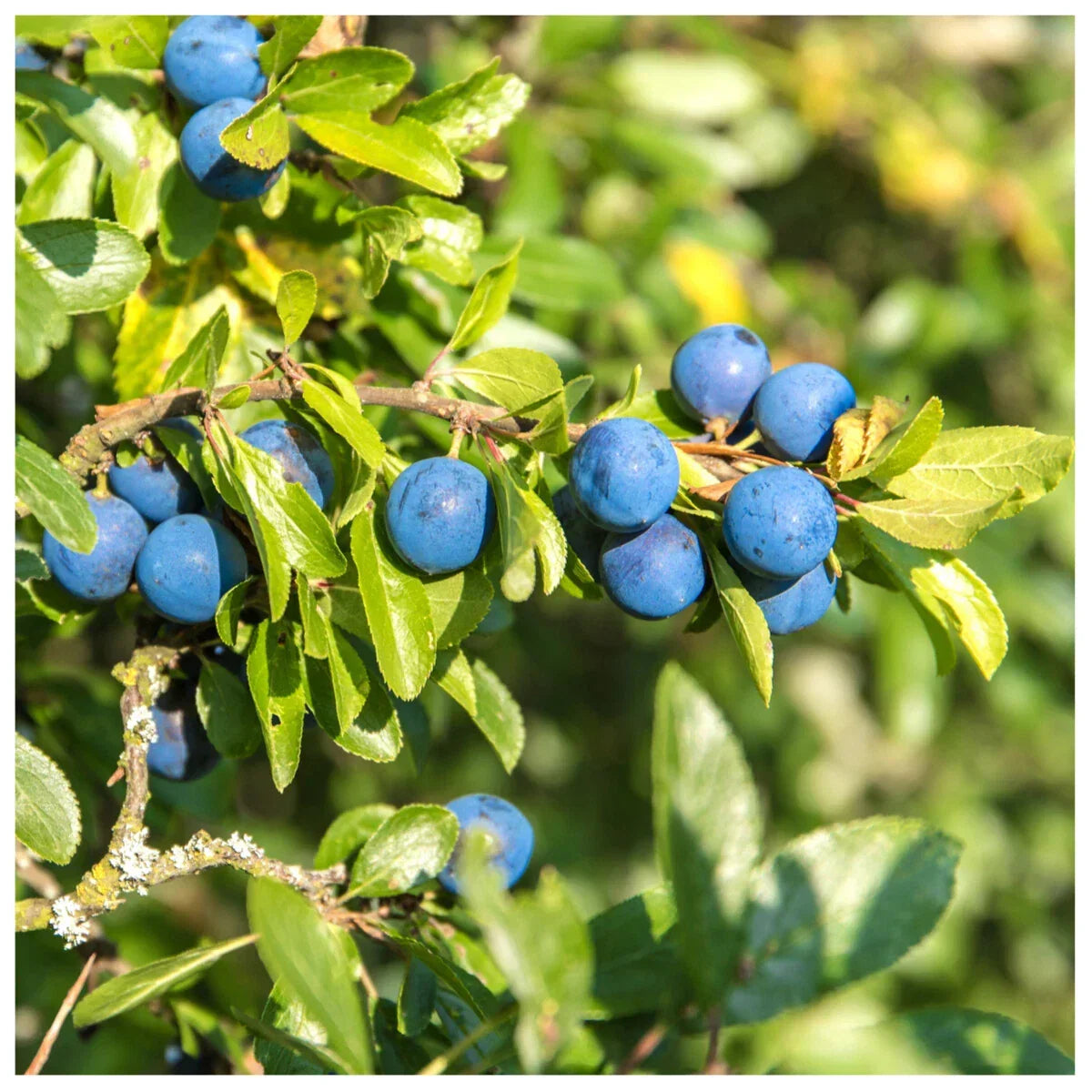 25 Blackthorn Hedging 2-3ft, Prunus Spinosa,Native Flowering Sloe Berry Hedge — alternate product view 2