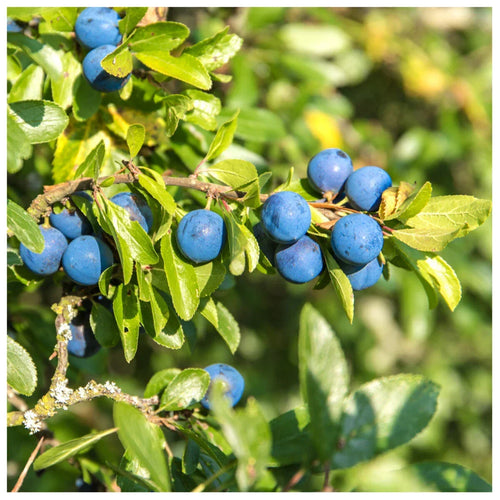 25 Blackthorn Hedging 2-3ft, Prunus Spinosa,Native Flowering Sloe Berry Hedge — alternate product view 2