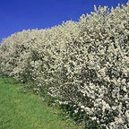 10x Hawthorn Hedging Plants, Wildlife Friendly 2-3ft In 1L Pot, Hawthorne Hedges — main product view
