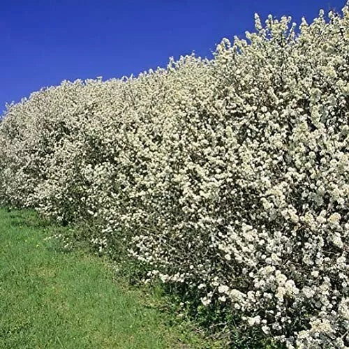 10x Hawthorn Hedging Plants, Wildlife Friendly 2-3ft In 1L Pot, Hawthorne Hedges — main product view