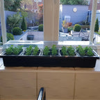 Windowsill Propagator Kit, Indoor Greenhouse, Set of 3, For 90 Plants, Reusable — alternate product view 5