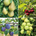 Mini Fruit Tree Patio Potted Garden Plants Apple Pear Plum Cherry 9cm Pots — main product view