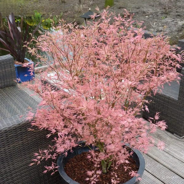 Acer palmatum Taylor - Japanese Maple — Large Outdoor Garden Ready Tree in Pot — alternate product view 2