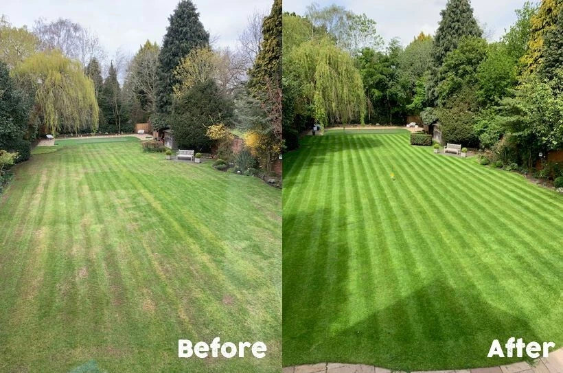 1kg Premium Shade Grass Seed - Ultra shade tolerant, luxury seed — alternate product view 3