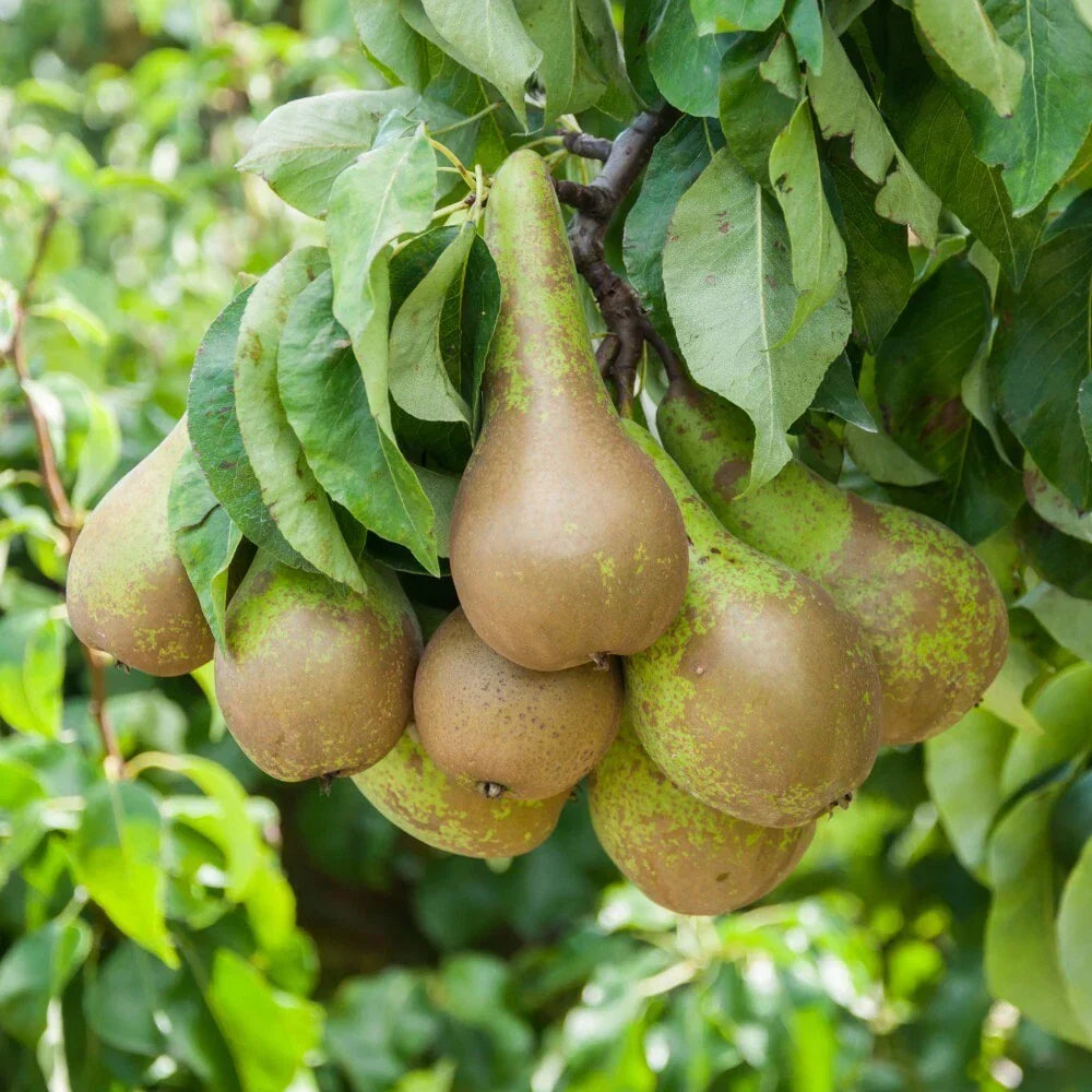 Pear Fruit Tree Plant Garden Standard Patio Hardy Conference 1 x 9cm Pots — main product view