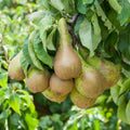 Pear Fruit Tree Plant Garden Standard Patio Hardy Conference 1 x 9cm Pots — main product view