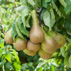 Pear Fruit Tree Plant Garden Standard Patio Hardy Conference 1 x 9cm Pots — main product view