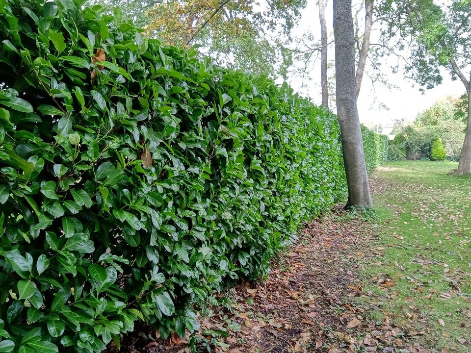 2-3ft Cherry Laurel Hedging 60-90cm Evergreen Laurels for hedging 2l potted — alternate product view 5