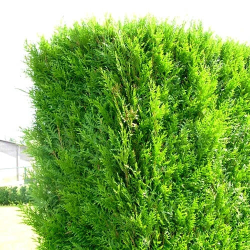 2000 X Thuja Plicata 'atrovirens' Red Cedar Evergreen Hardy Hedging Plant In Pot — main product view