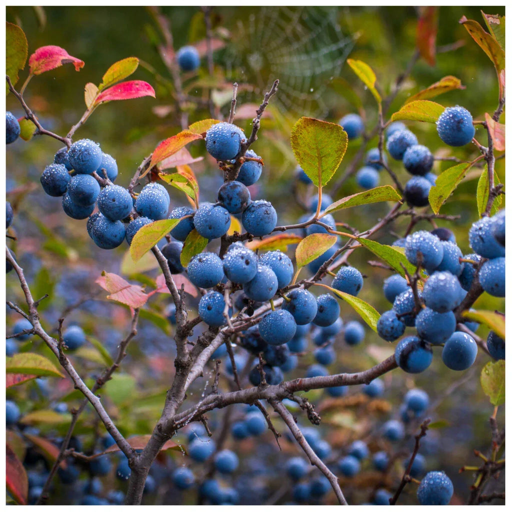 25 Blackthorn Hedging 2-3ft, Prunus Spinosa,Native Flowering Sloe Berry Hedge — alternate product view 4