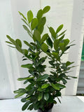150cm Potted Cherry Laurel 5L potted 5ft Single Plant — main product view