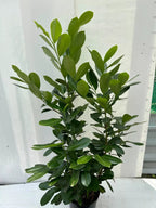 150cm Potted Cherry Laurel 5L potted 5ft Single Plant — main product view