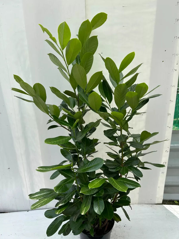 150cm Potted Cherry Laurel 5L potted 5ft Single Plant — main product view