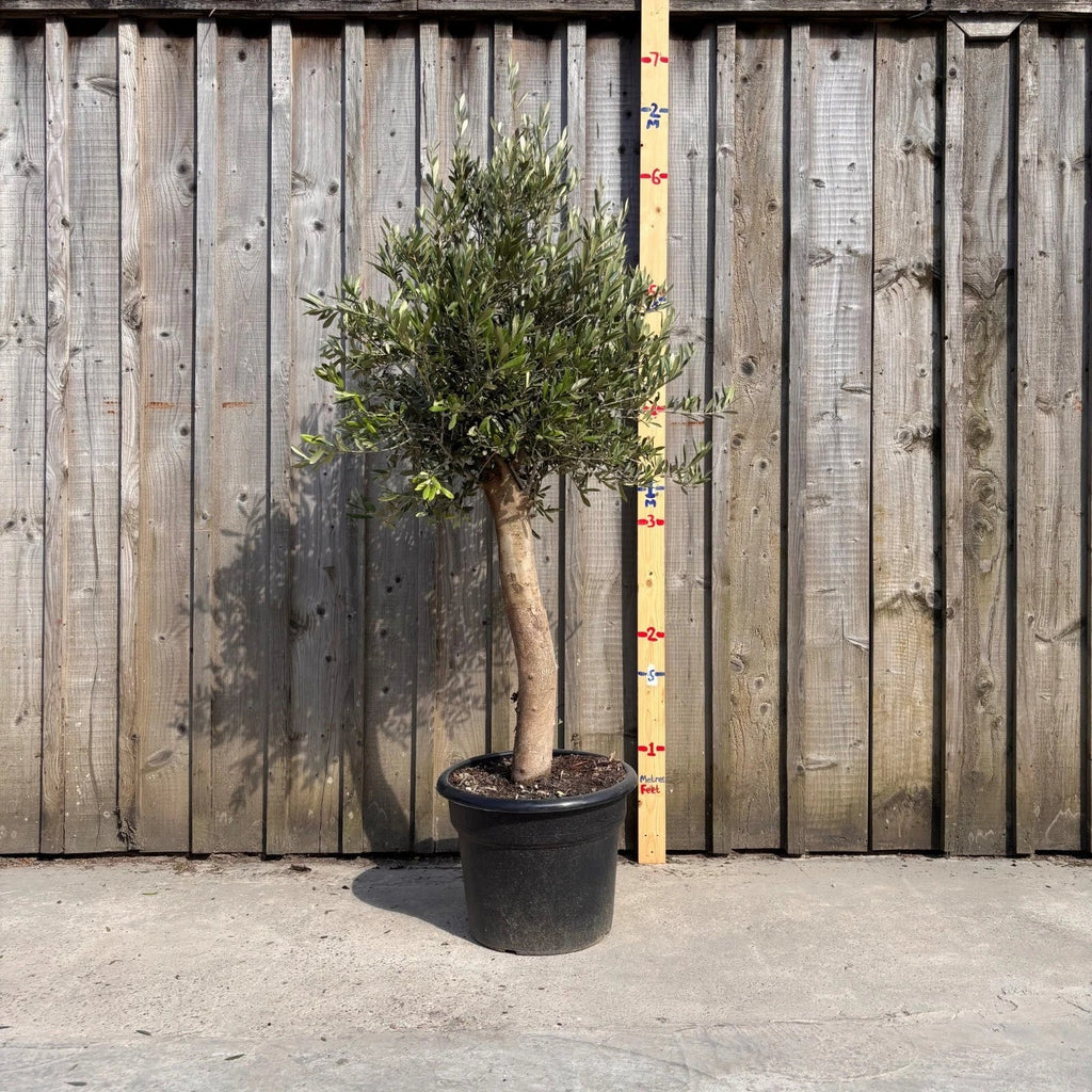 Thick Stem Olive Tree - L — alternate product view 3