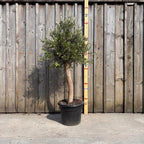 Thick Stem Olive Tree - L — alternate product view 3
