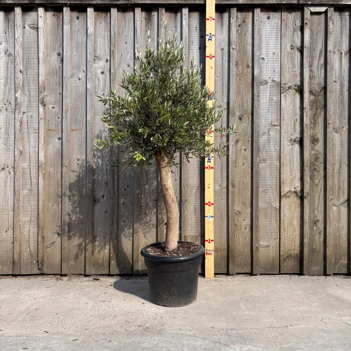 Thick Stem Olive Tree - L — alternate product view 3