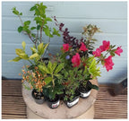 5 x Mixed Established Garden Shrubs In 9cm Pots — alternate product view 4