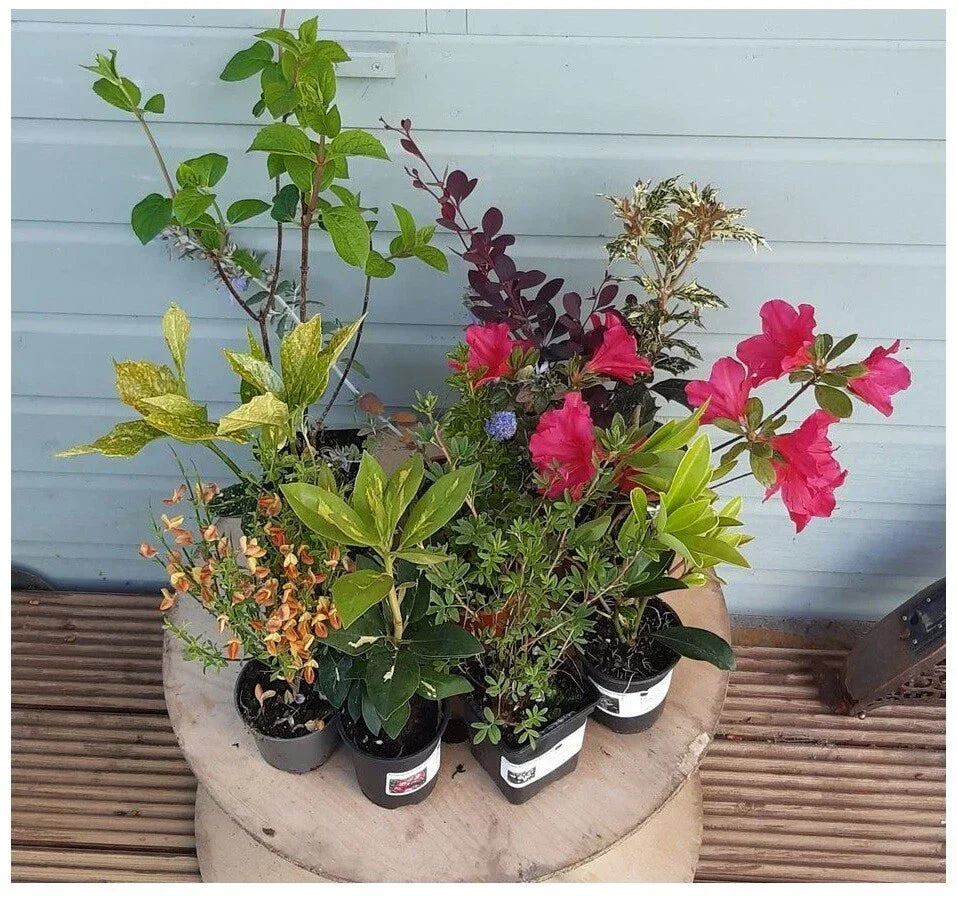 5 x Mixed Established Garden Shrubs In 9cm Pots — alternate product view 4