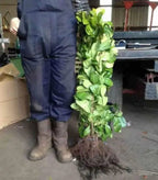 2-3ft Cherry Laurel Hedging Evergreen Plants Bare Root Multi Stem A+ Grade — alternate product view 3