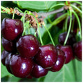 Cherry Tree 4-5ft tall, Large, Dark Red, Sweet & Juicy Cherries — main product view