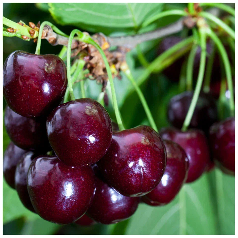 Cherry Tree 4-5ft tall, Large, Dark Red, Sweet & Juicy Cherries — main product view