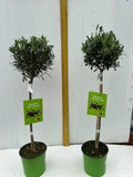 A pair of Standard Olive Trees approx.90cm inc.pot — main product view