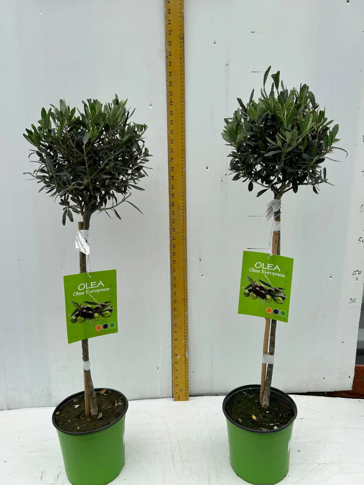 A pair of Standard Olive Trees approx.90cm inc.pot — main product view