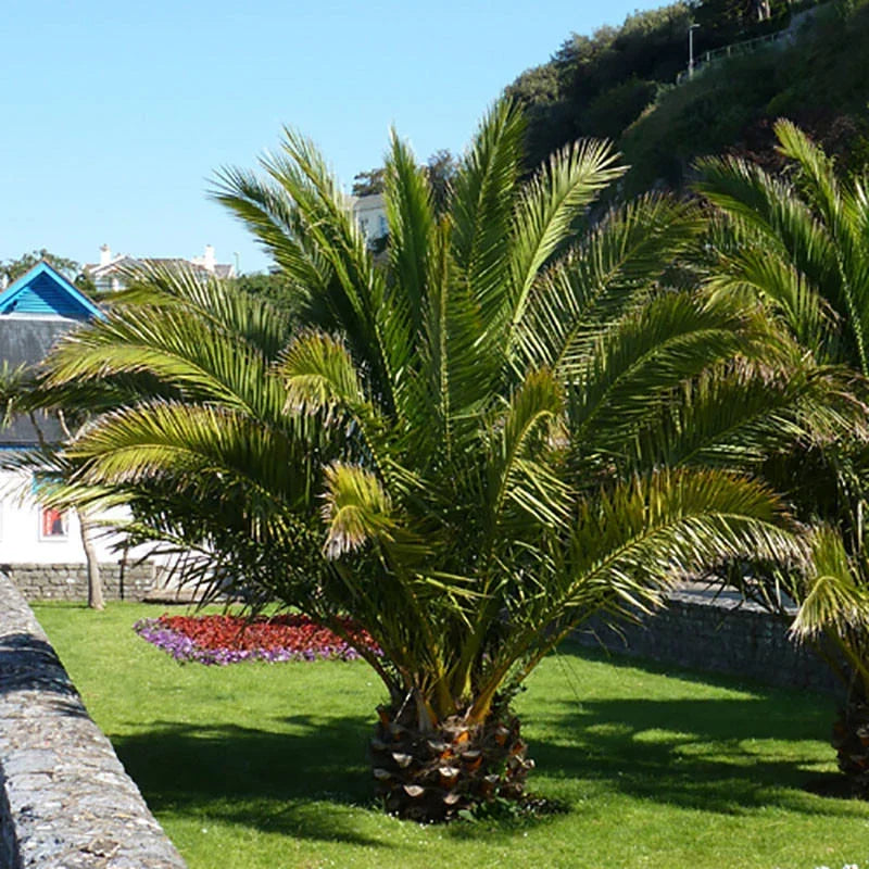 Pair of Hardy Phoenix Palm Canariensis Exotic Trees 60-80cm Tall in a 14cm Pot — alternate product view 2