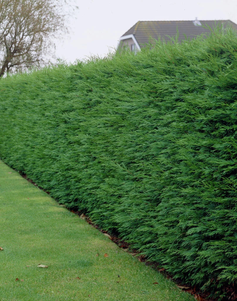 100 Green Leylandii Hedging Evergreen Conifer Plants Fast Growing 40-60cm Potted — alternate product view 2