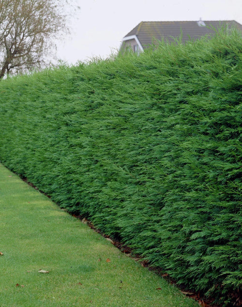 100 Green Leylandii Hedging Evergreen Conifer Plants Fast Growing 40-60cm Potted — alternate product view 2
