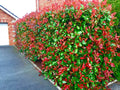 5 Red Robin Hedging Photinia Evergreen Plants Fast Growing 25-40cm Potted — main product view